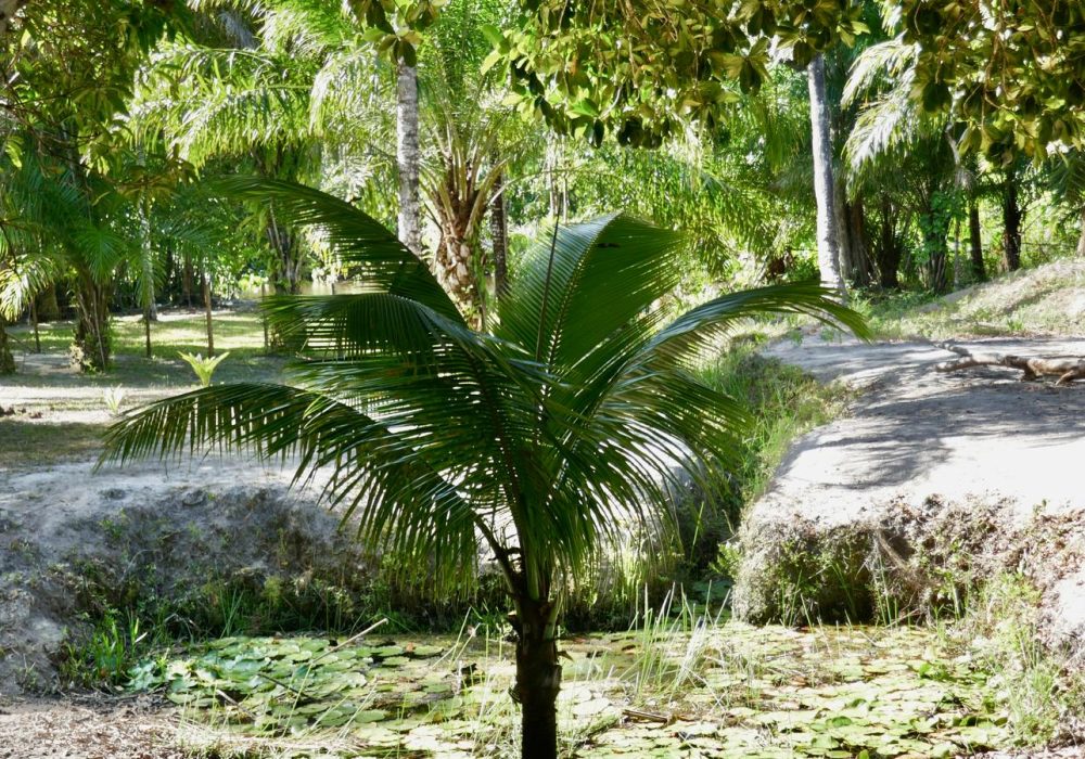 Terreno-beira-rio-santacruzcabralia-bahia